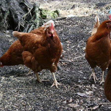 Ferienhof Wroge Wietzendorf Ngoại thất bức ảnh
