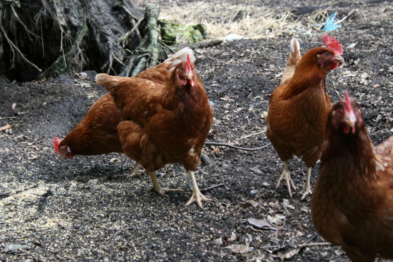 Ferienhof Wroge Wietzendorf Ngoại thất bức ảnh
